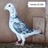 Femela 20-248