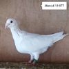 Mascul 18-077