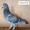 Femela 25-786....-10 lei