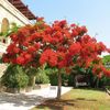 delonix regia