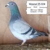 Mascul 25-324
