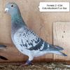 Femela 21-034