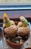 2025- 19.10. vine timpul de inflorire la lithops