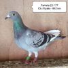 Femela 23-177