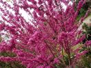 Cercis siliquastrum.0,5-0,8m 25lei