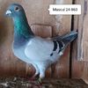 Mascul 24-863