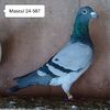 Mascul 24-587