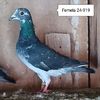 Femela 24-919