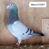 Mascul 24-807