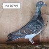 Pui 25-799