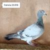 Femela 25-018