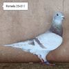 Femela 25-011