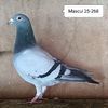 Mascul 25-268