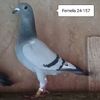 Femela 24-157