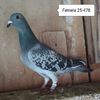 Femela 25-478