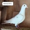 Femela 25-F.I
