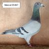 Mascul 25-867