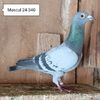 Mascul 24-340