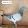 Femela 24-322
