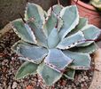 Agave parryi variegated