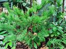 Pinus strobus Louie
