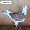 Femela 23-594