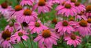 Echinacea purpurea Powwow Wild Berry)