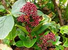 Skimmia japonica