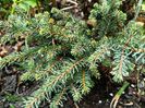 Picea omorika Karel