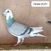 Femela 25-251
