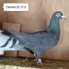 Femela 25-314