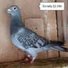 Femela 22-396