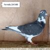 Femela 24-548