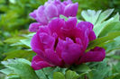 Paeonia-itoh-Purple-Sensation-