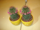 MAMMILLARIA