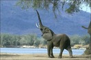elefant[1]