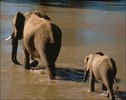 elefant_91[1]