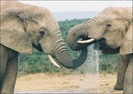 elefant_95[1]