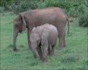 elefant_96[1]