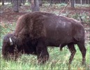 bizon[1]
