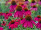 Echinaceea Lakota Red