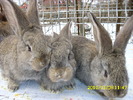 Picture 126