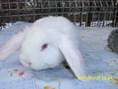 Picture 136