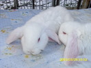 Picture 142