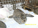Picture 135