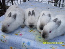 Picture 147