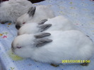 Picture 148