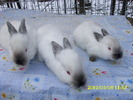 Picture 146