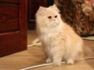 poze-cu-pisici-03-07-10-20-03-19