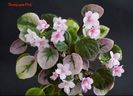 Champagne Pink ( trail ) 25 lei